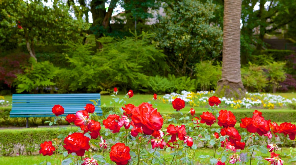 Alameda Park showing flowers, wildflowers and a garden