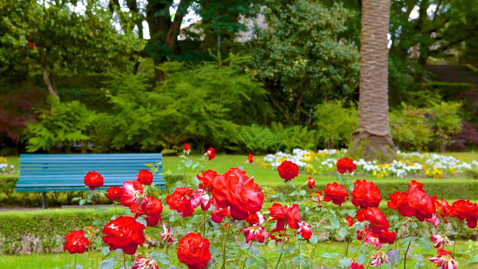 Alameda Park showing wild flowers, flowers and a park