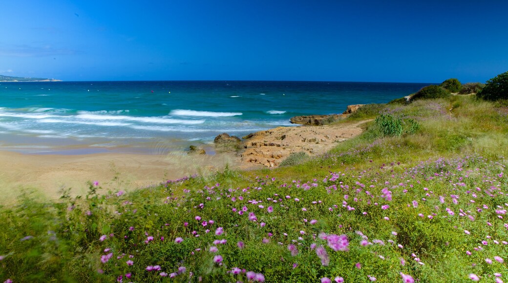 L\'Arrabassada Beach showing a sandy beach and wildflowers