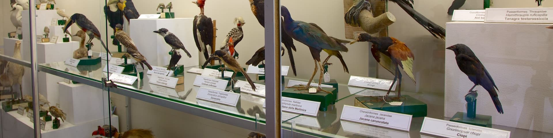 Rocca of Lonato featuring interior views