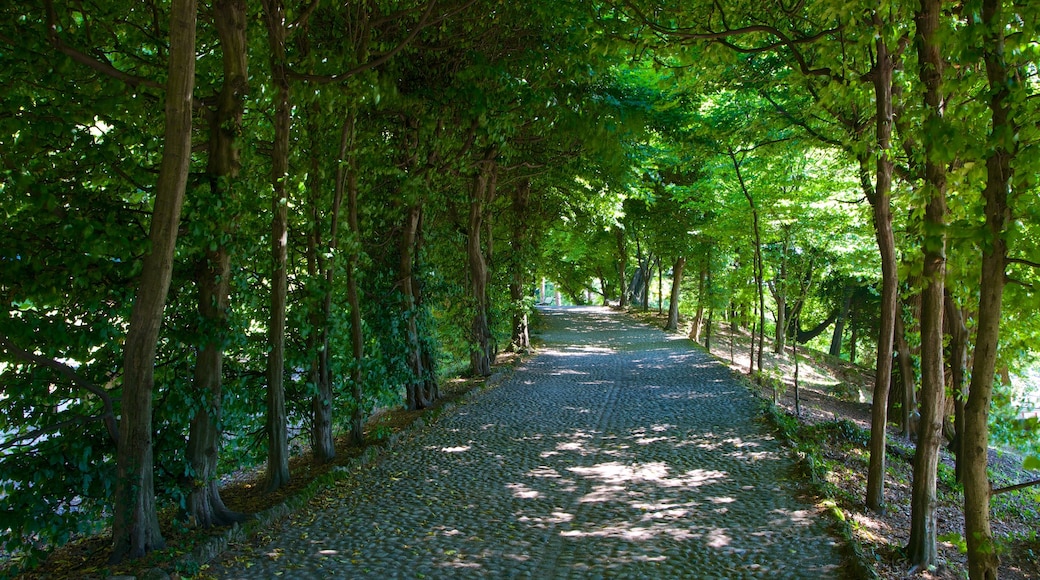 Palacio Estense ofreciendo un parque