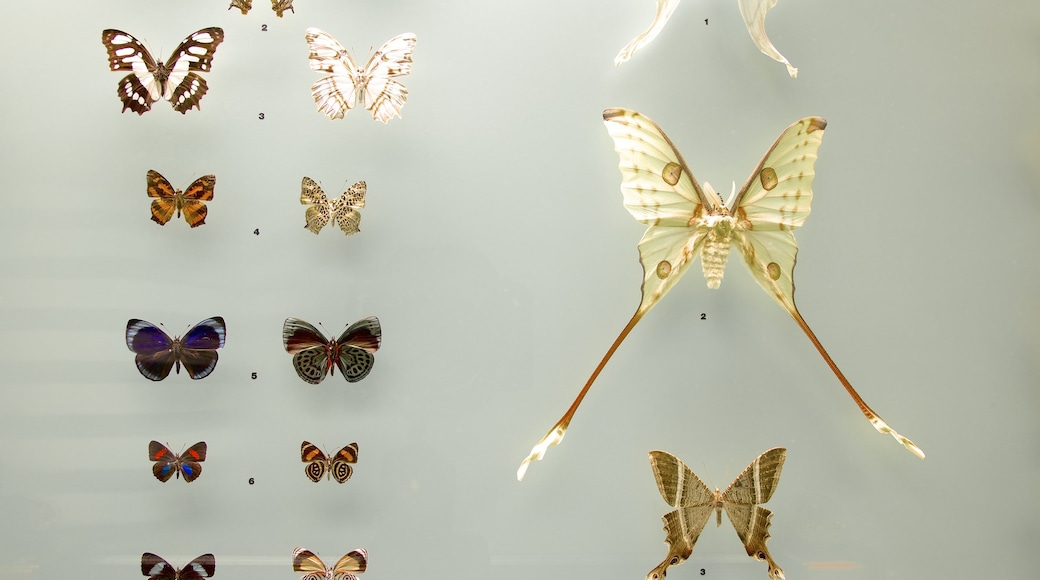 Bern Natural History Museum featuring interior views