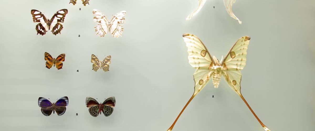 Musée d\'histoire naturelle de Berne