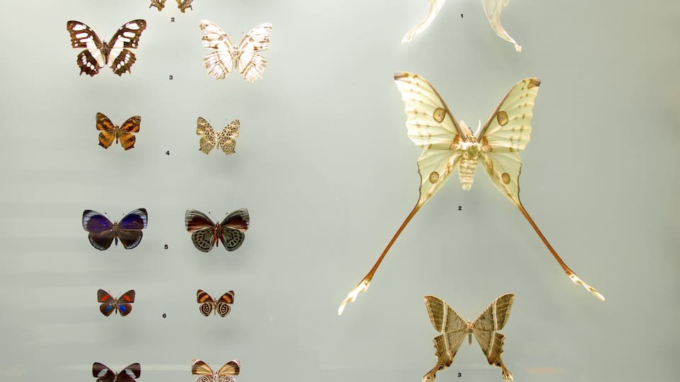 Bern Natural History Museum which includes interior views
