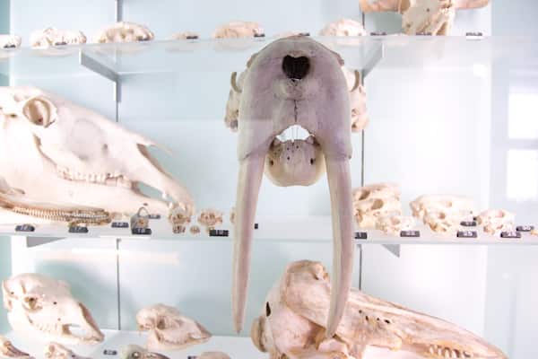Musée d\'histoire naturelle de Berne qui includes vues intérieures