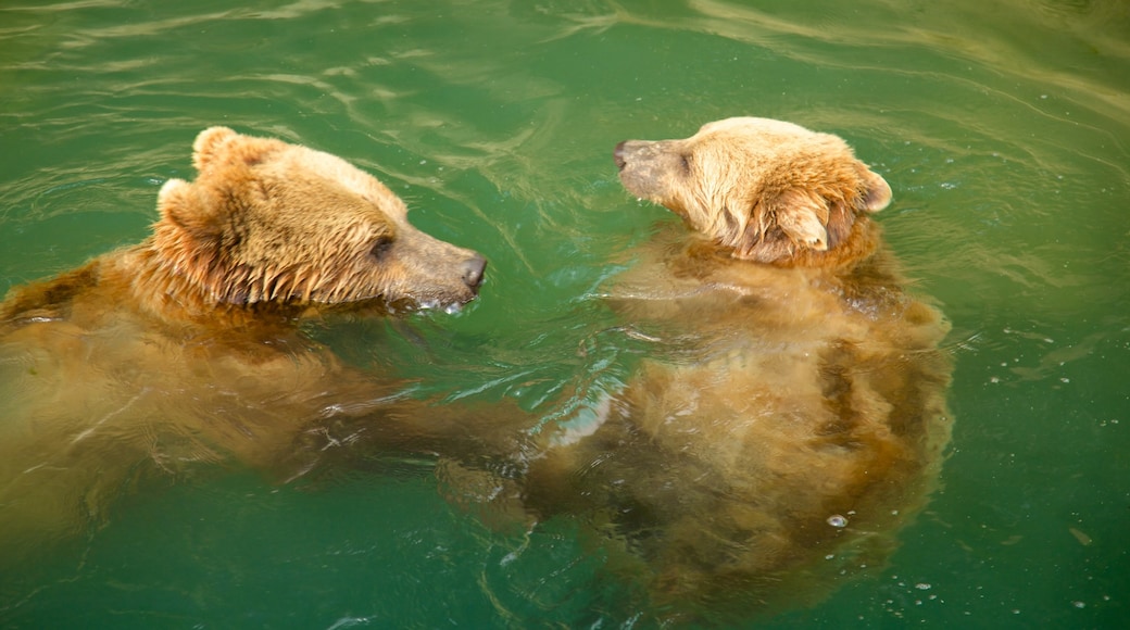 Fosa de los osos mostrando animales peligrosos y animales del zoo