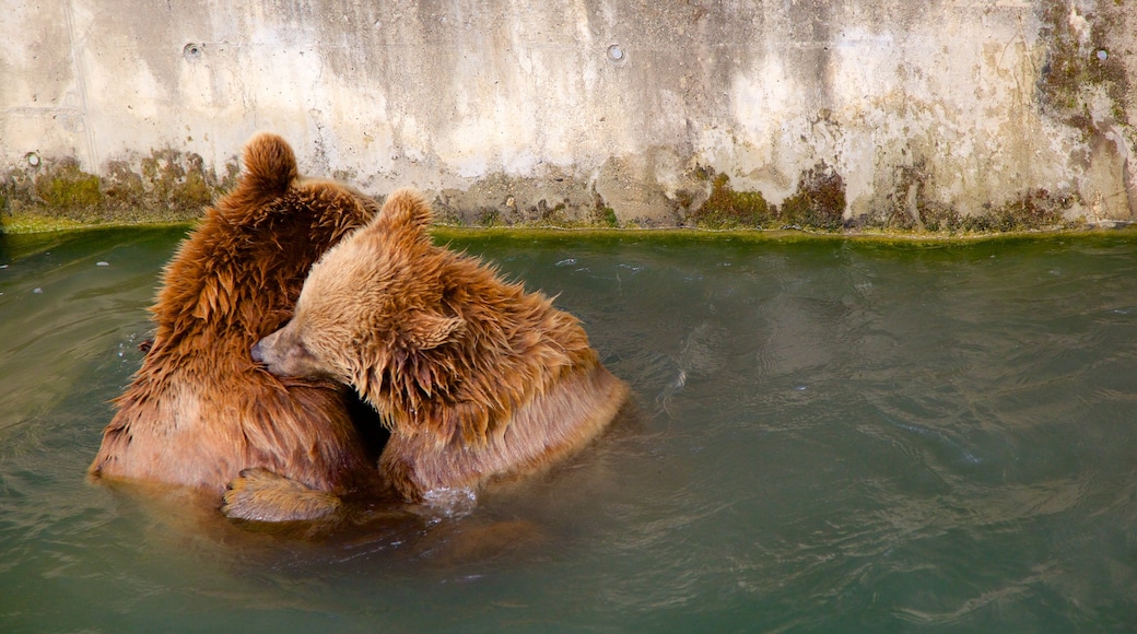 Fosse degli orsi caratteristiche di animali pericolosi e animali da zoo