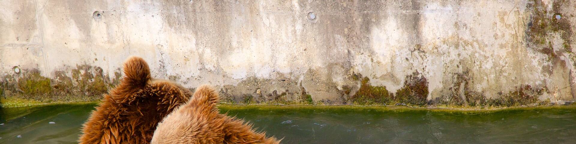 Bear Pits which includes zoo animals and dangerous animals