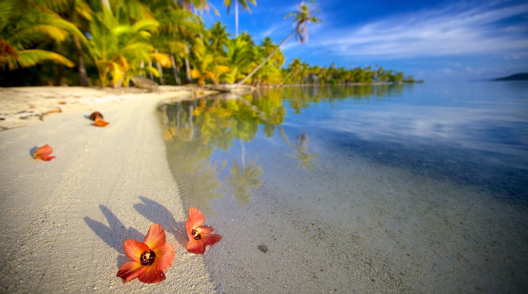 Tahiti das einen Sandstrand und Blumen