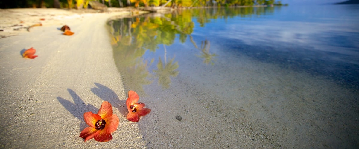Tahiti showing a sandy beach and flowers