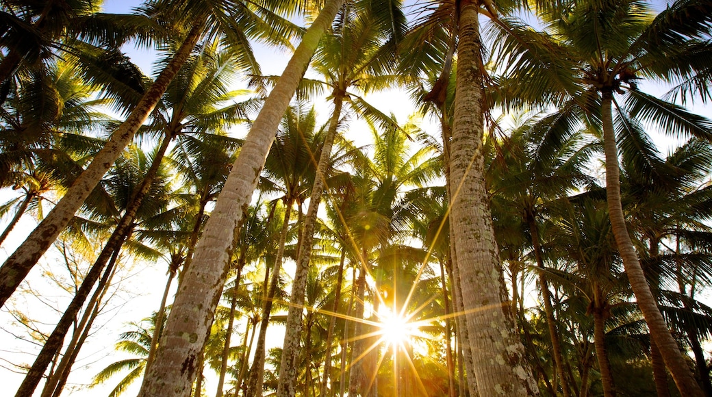 Tahiti bevat tropische uitzichten en een zonsondergang