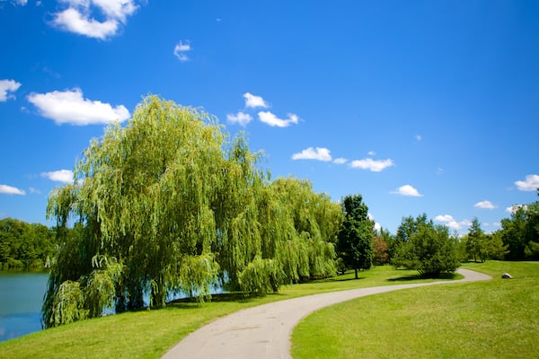 Delaware Park mostrando un jardín