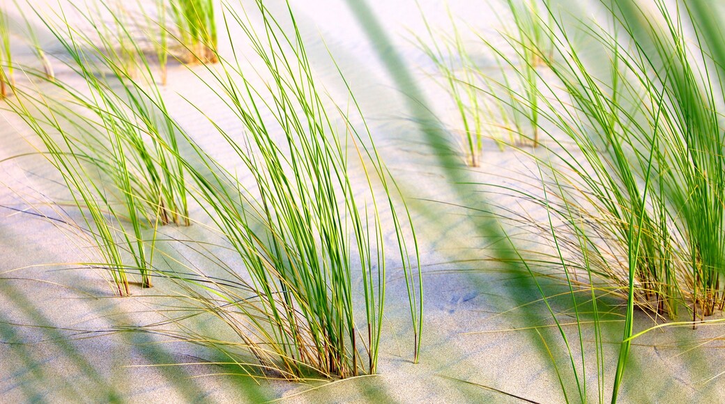 Reedsport que incluye una playa de arena