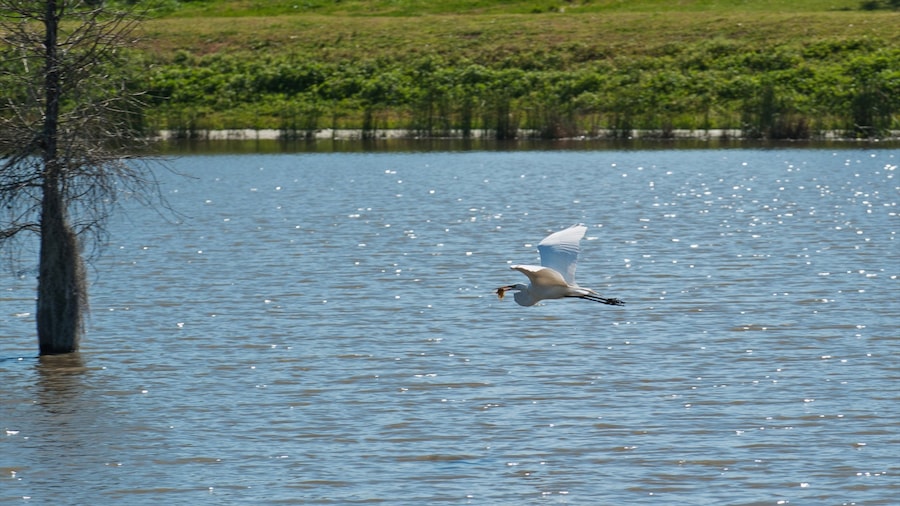 Lafayette which includes a lake or waterhole and bird life