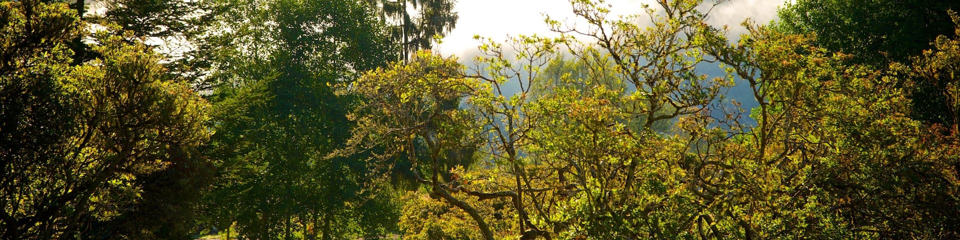 Azalea Park que incluye bosques