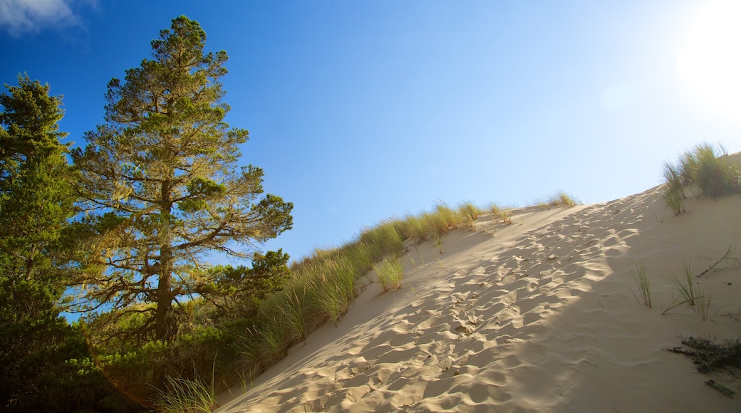 Zona nacional recreativa Oregon Dunes
