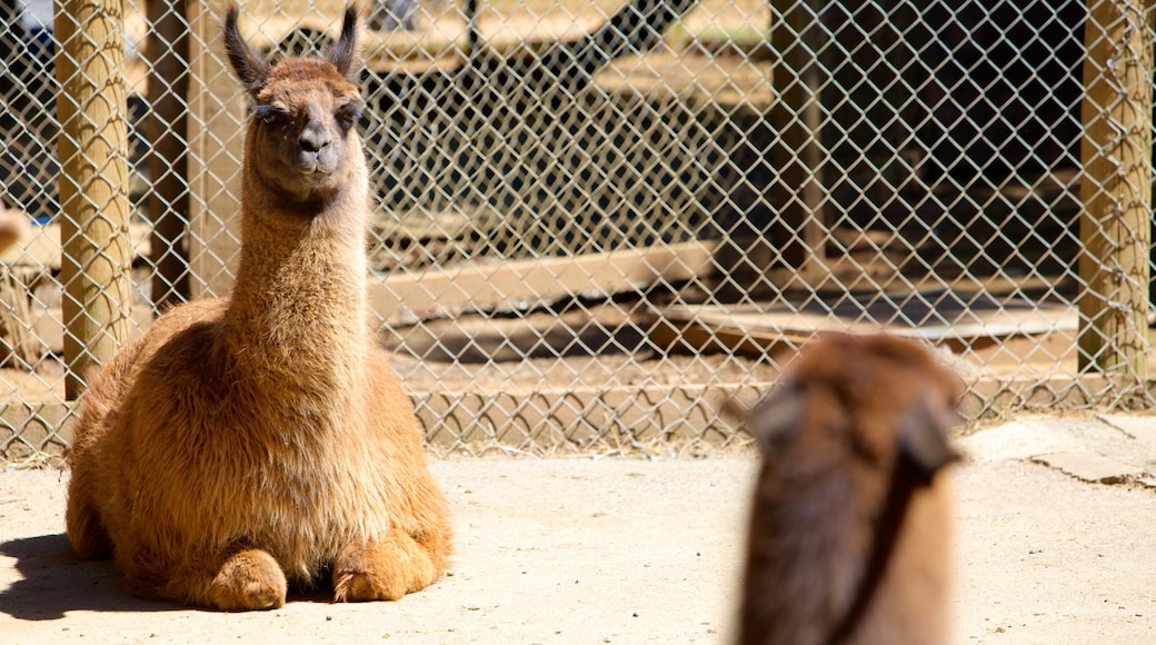 West Coast Game Park Safari showing zoo animals and land animals