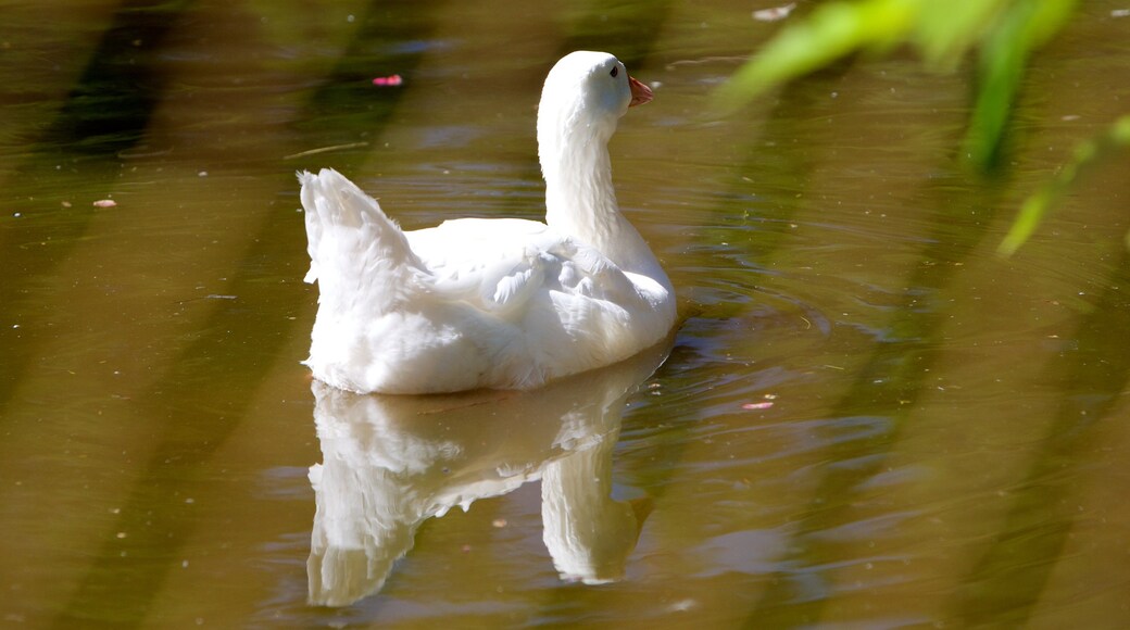 West Coast Game Park Safari featuring bird life