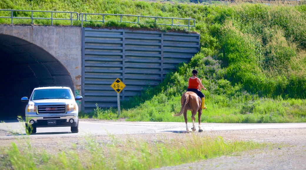 Humber Valley mostrando animales terrestres y pasos a caballo