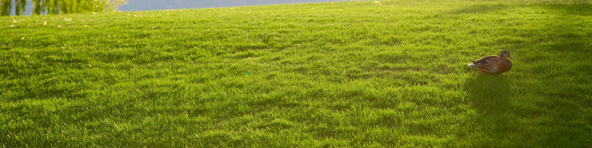 Waterfront Park showing a garden and bird life