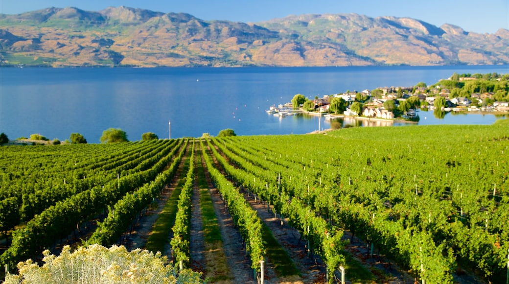 Quails\' Gate Estate Winery which includes farmland and a river or creek