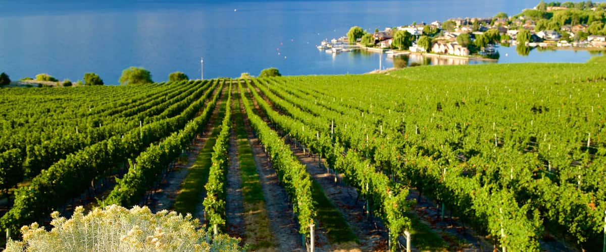 Quails\' Gate Estate Winery