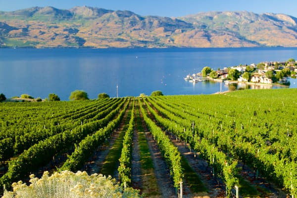 Quails\' Gate Estate Winery welches beinhaltet Fluss oder Bach und Farmland