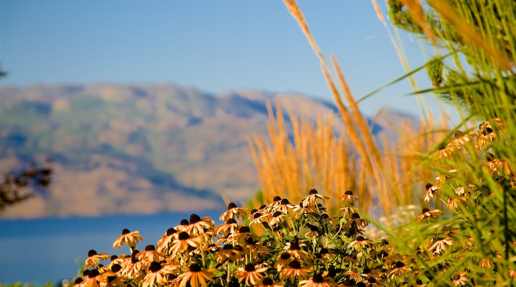 Quails\' Gate Estate Winery showing flowers