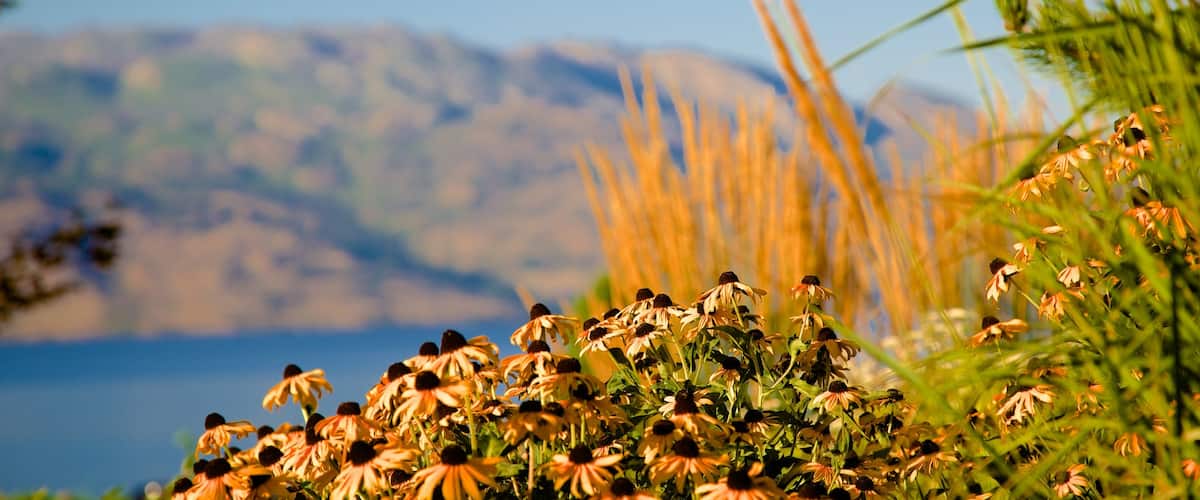 Quails\' Gate Estate Winery featuring flowers