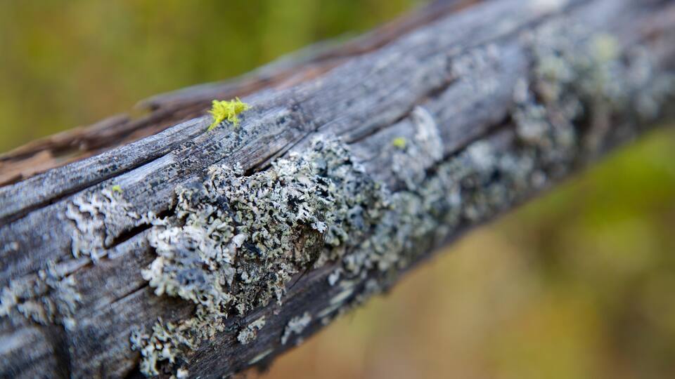 Scenic Canyon Regional Park