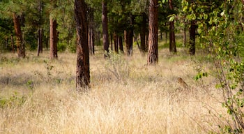 Scenic Canyon Regional Park featuring forest scenes