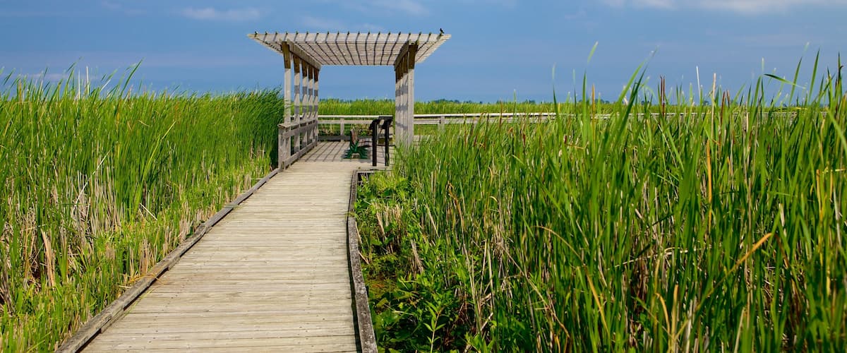 Point Pelee National Park which includes wetlands and a bridge