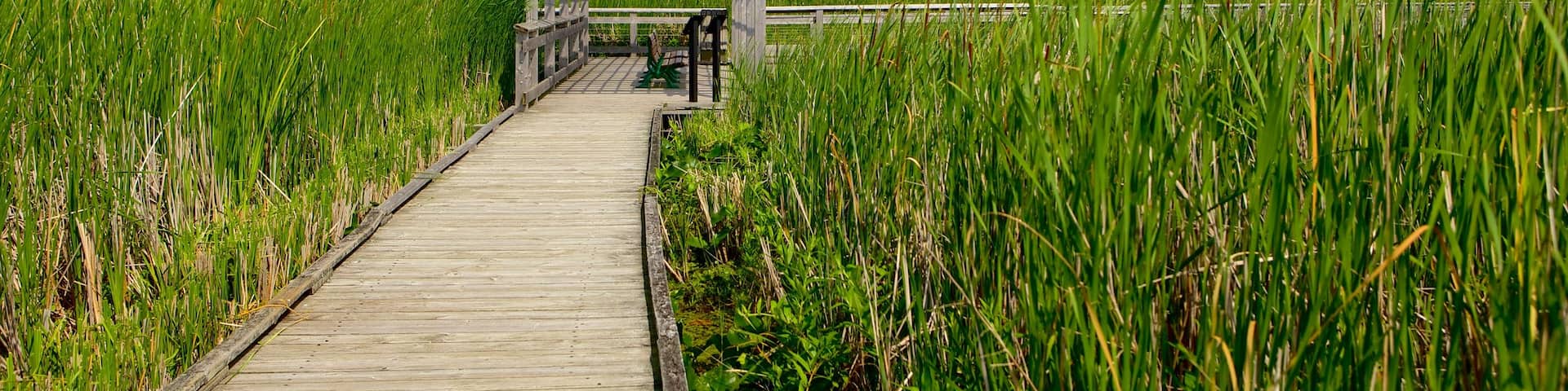 Point Pelee National Park which includes wetlands and a bridge