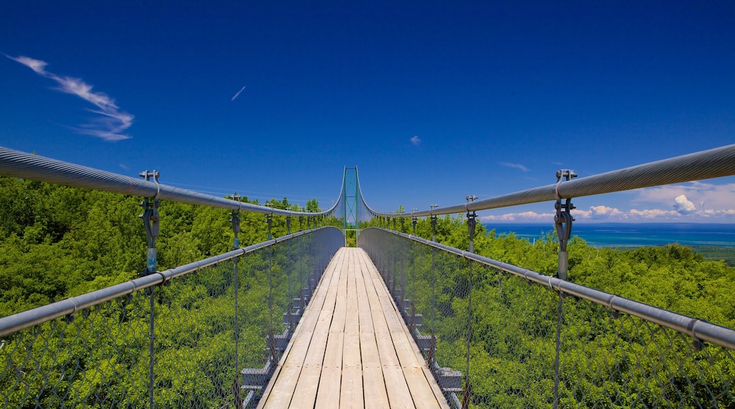 Collingwood Scenic Caves montrant forêts et passerelle ou pont suspendu