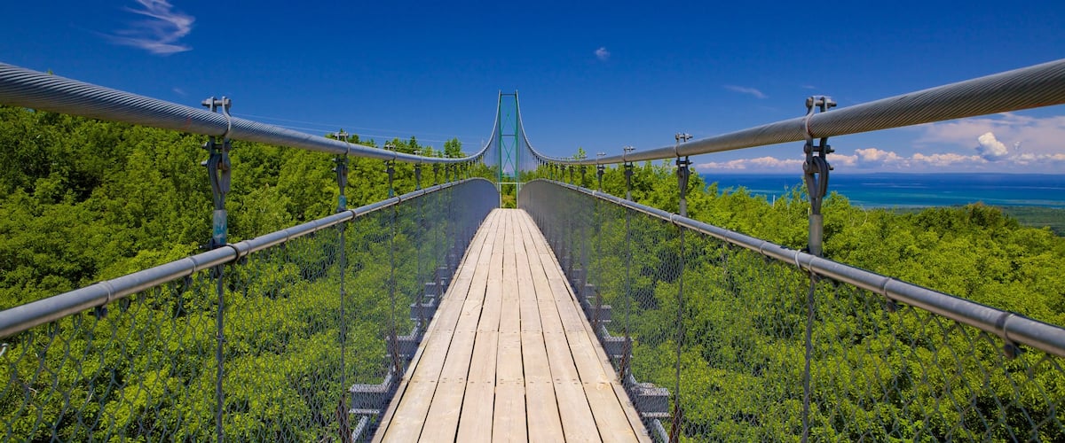 Collingwood Scenic Caves toont bossen en een hangbrug of boomtoppenpad