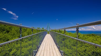 Collingwood Scenic Caves which includes forest scenes and a suspension bridge or treetop walkway