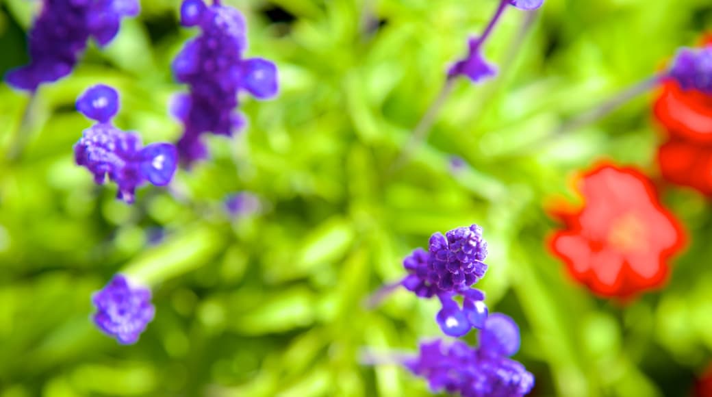 Parksville Beach showing flowers