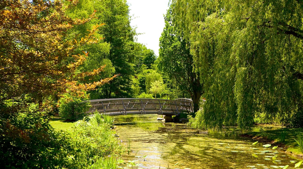 St. Thomas mostrando un puente, bosques y un estanque