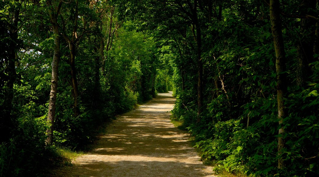 Point Pelee National Park mostrando bosques