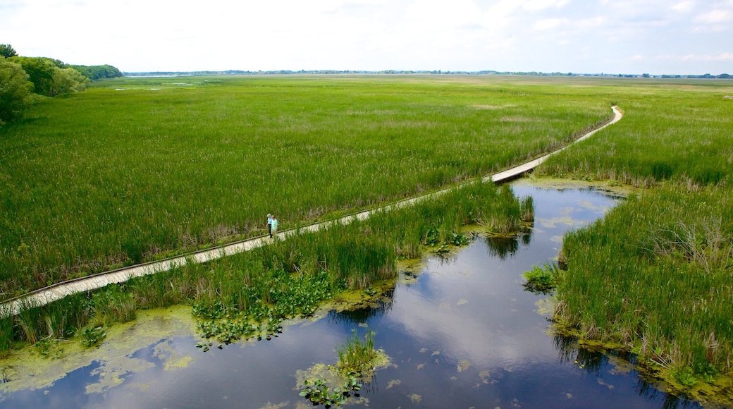 Point Pelee National Park mostrando cenas tranquilas, pântano e uma ponte