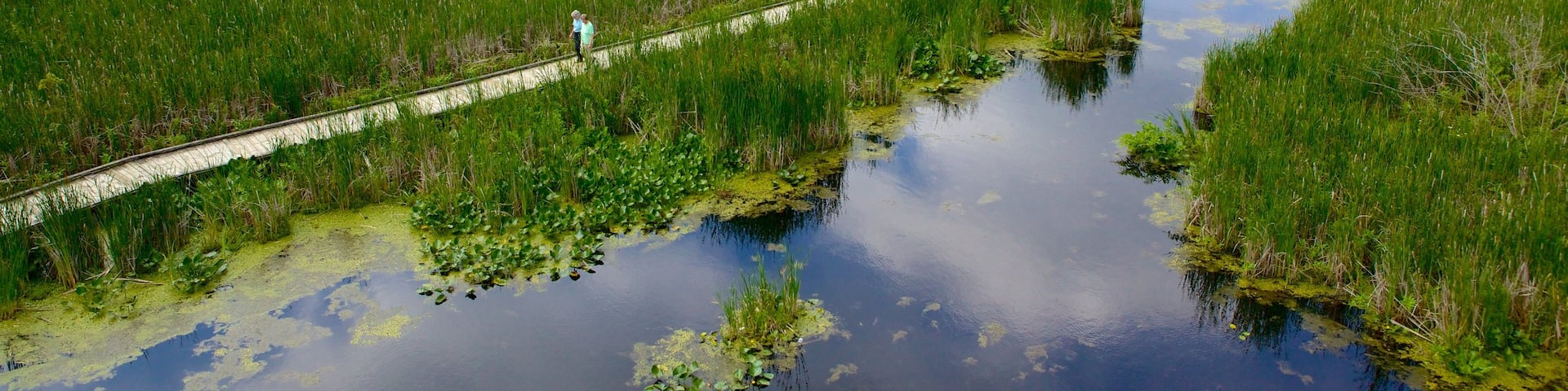 Point Pelee National Park which includes a bridge, tranquil scenes and wetlands
