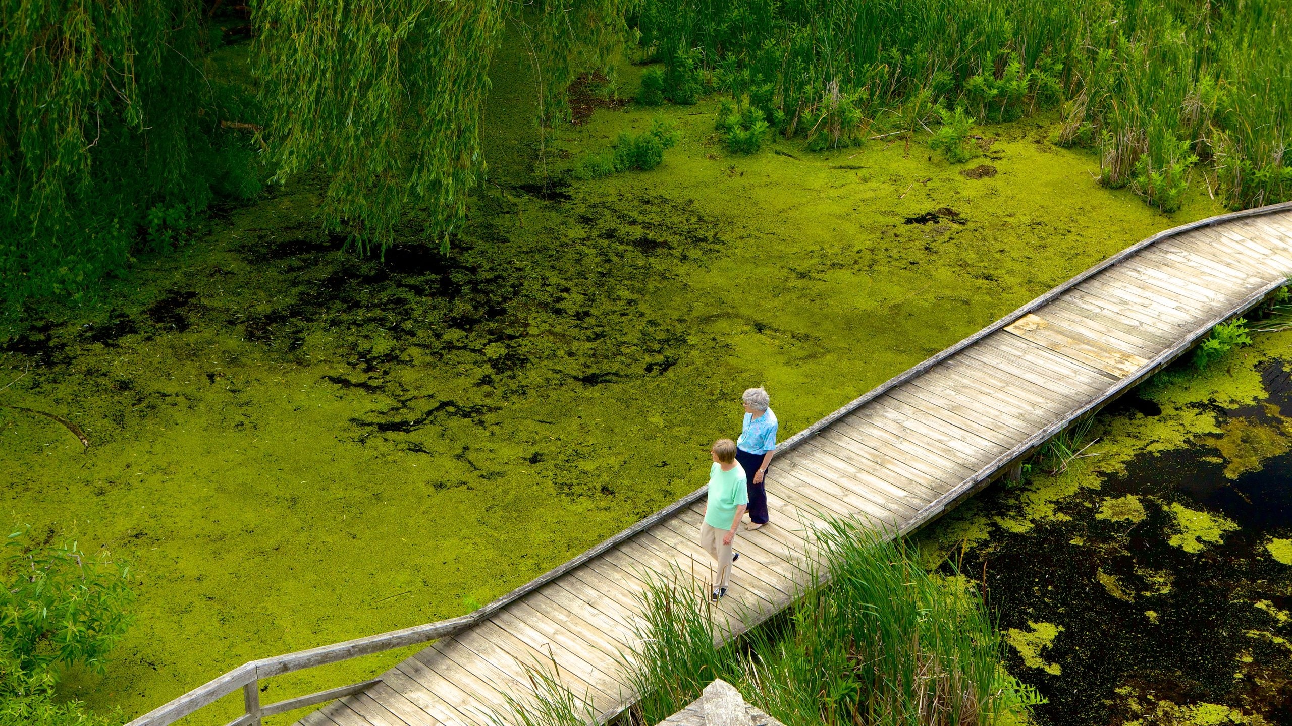 Leamington which includes a bridge and wetlands as well as a couple