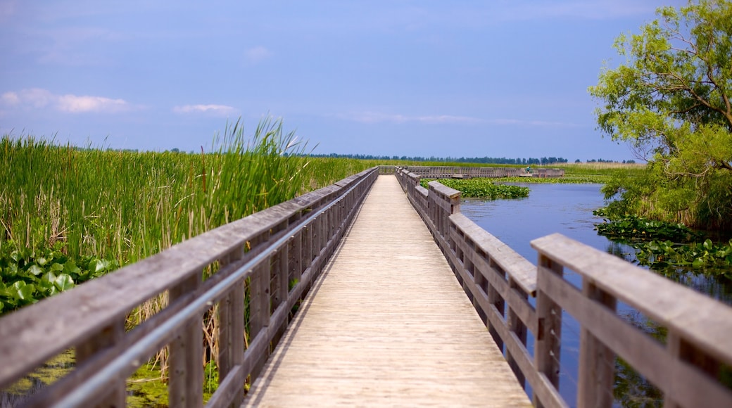 Point Pelee National Park ofreciendo un puente