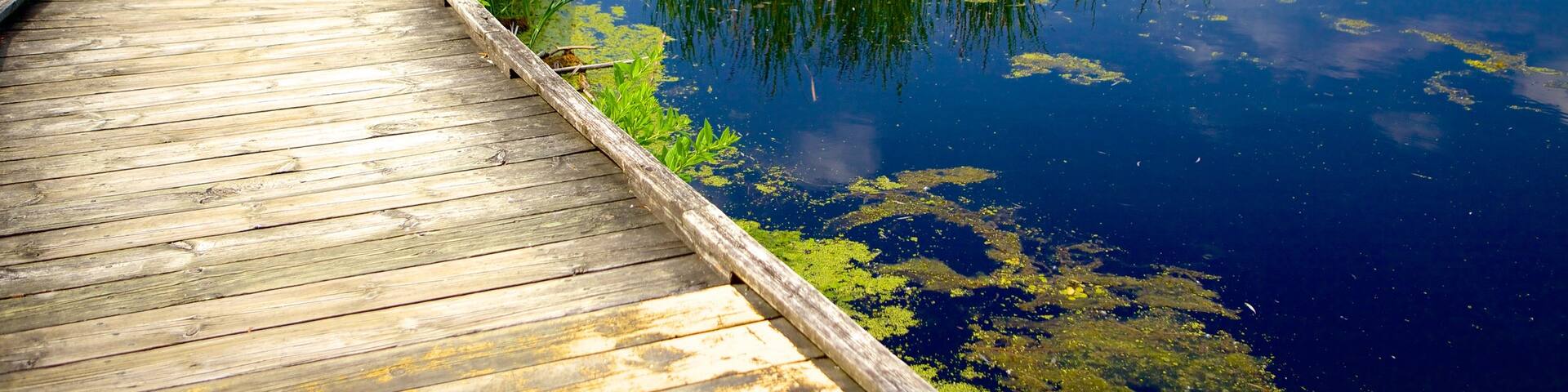 Point Pelee National Park which includes a pond, a bridge and wetlands