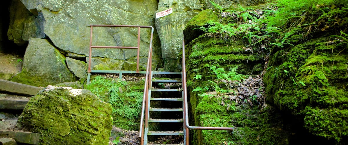 Collingwood Scenic Caves which includes caves