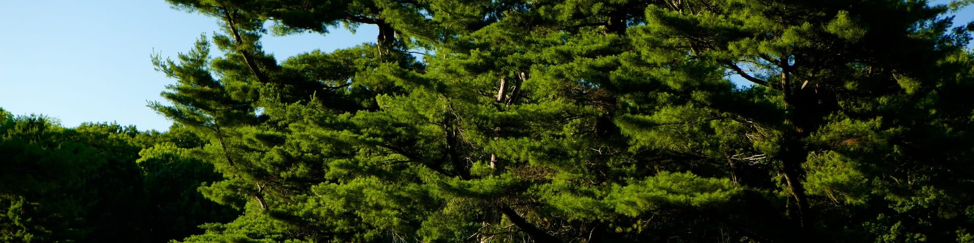 Barrie Arboretum at Sunnidale Park which includes a garden