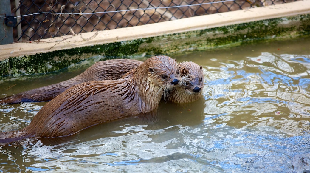 ZooAmerica das einen Zootiere und niedliche oder freundliche Tiere