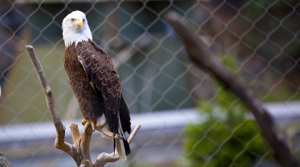 ZooAmerica mostrando vida de las aves y animales del zoológico