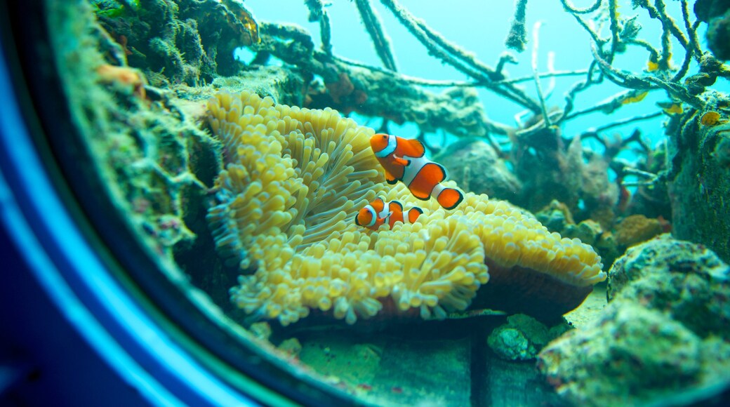 Busena Marine Park which includes marine life and interior views