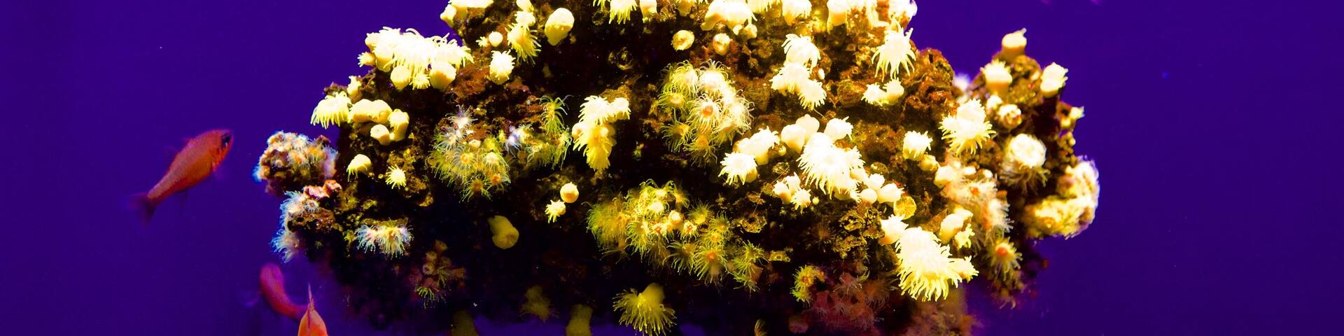 Palma Aquarium featuring marine life and colourful reefs